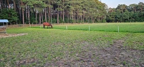 Buiten stal met weide te huur Wechelderzande, Dieren en Toebehoren, Stalling en Weidegang
