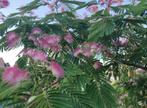 Albizia julibrissin bomen te koop, Jardin & Terrasse, Plantes | Arbres, En pot, Plein soleil, Enlèvement, Été