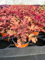 Heuchera hybr. ‘Orangeberry Ruffle’, Ophalen, Vaste plant, Halfschaduw