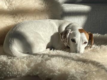 Hondenopvang in huiselijke sfeer beschikbaar voor biedingen