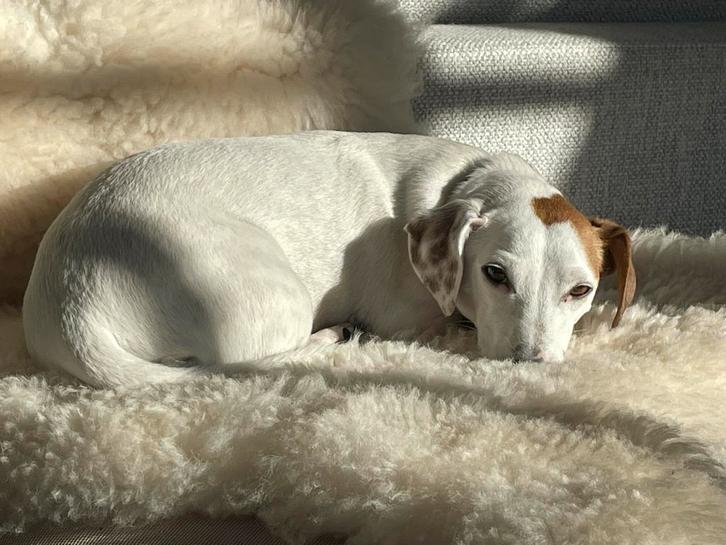 Hondenopvang in huiselijke sfeer, Dieren en Toebehoren, Hondenbenches, Ophalen