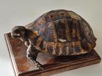 Taxidermie opgezette schildpad, Verzamelen, Dierenverzamelingen, Ophalen of Verzenden