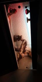 Terrarium, Dieren en Toebehoren, Reptielen en Amfibieën | Toebehoren