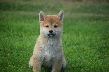 Shiba inu pups  beschikbaar voor biedingen