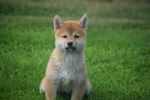Shiba inu pups, Dieren en Toebehoren, Honden | Poolhonden, Keeshonden en Oertypen, Meerdere dieren, Overige rassen, Fokker | Professioneel