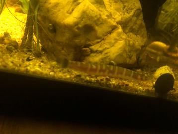 Gratis vissen (aquarium NIET inbegrepen), Vis, Zoetwatervis, Schoolvis