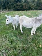 Ezeltjes, Dieren en Toebehoren, Pony's