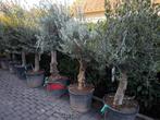 Olijfboom , Olijfbomen te koop, Lente, 100 tot 250 cm, Olijfboom, Ophalen