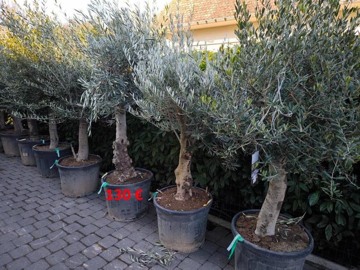 Olijfboom , Olijfbomen te koop, Tuin en Terras, Planten | Bomen, Olijfboom, 100 tot 250 cm, Volle zon, Lente, In pot, Ophalen
