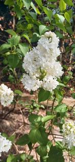 Syringa vulgaris/ sering/ lila, Tuin en Terras, Ophalen, Overige soorten, Struik, 100 tot 250 cm