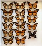 Geprepareerde vlinders, 7€/ exemplaar, Animaux & Accessoires, Insectes & Araignées