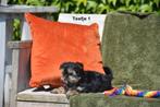 Prachtige Yorkshire Terriër pupjes, Dieren en Toebehoren, Honden | Jack Russells en Terriërs, Yorkshire Terriër, België, CDV (hondenziekte)