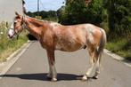 Braaf paard, Dieren en Toebehoren, Paarden, Minder dan 160 cm, Hengst, Ontwormd, 7 tot 10 jaar