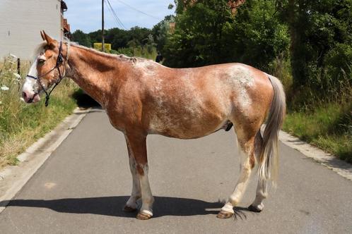 Braaf paard, Dieren en Toebehoren, Paarden, Hengst, Minder dan 160 cm, 7 tot 10 jaar, Recreatiepaard, Ontwormd, Ingeënt