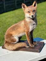 Taxidermie vos opgezette vossen, Enlèvement ou Envoi