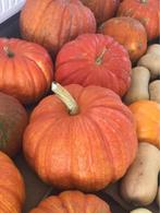 Pompoenen en butternuts verkrijgbaar!, Ophalen