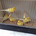 Canaris malinois, Animaux & Accessoires, Oiseaux | Canaris, Plusieurs animaux, Canari chanteur