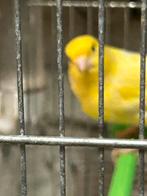 mal harts tres bon chanteur, Animaux & Accessoires, Mâle, Canari chanteur