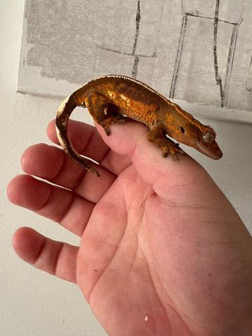 Wimpergekko gekko vrouw 13,5 cm 1,5 jaar oud beschikbaar voor biedingen