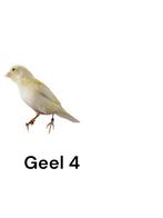 Kanarie jongen van 2025, Dieren en Toebehoren