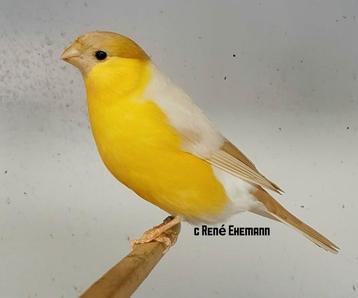 Bouvreuils bruns/jaune pastel