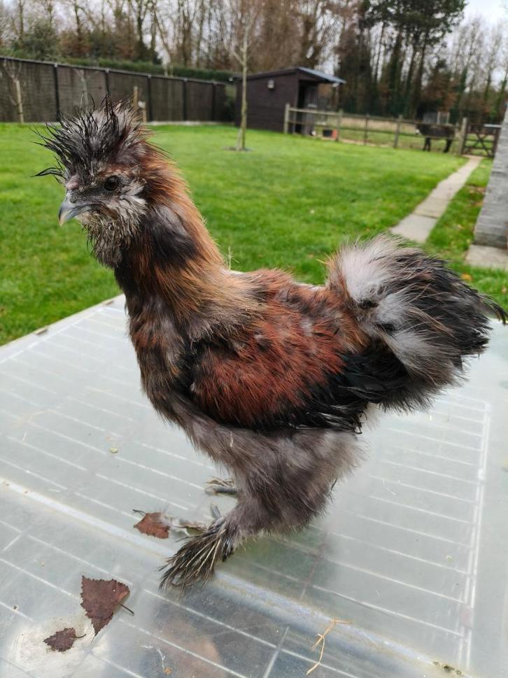 Zijdehoen haan, Dieren en Toebehoren, Pluimvee, Kip, Mannelijk