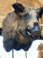 Everzwijn kop opgezette, Ophalen