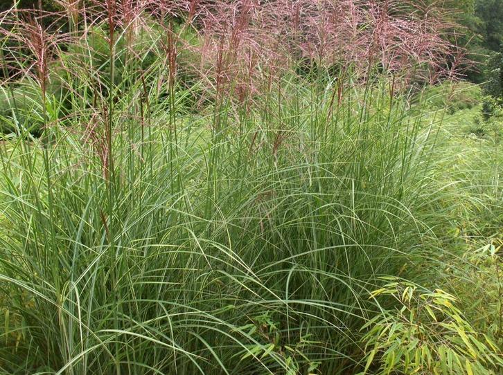 Siergras Miscanthus sinensis Morning Light Prachtriet, Tuin en Terras, Planten | Tuinplanten, Vaste plant, Siergrassen, Volle zon