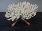 Uniek decoratief wit zeekoraal, Verzamelen, Mineralen en Fossielen, Ophalen