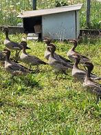 Jonge Manenganzen, Dieren en Toebehoren, Pluimvee, Meerdere dieren, Gans of Zwaan