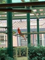 rode kardinaal, Dieren en Toebehoren, Mannelijk, Geringd