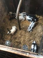 Vlinders groot soort, Dieren en Toebehoren, Konijnen, Groot