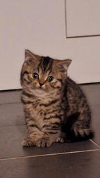 Brits korthaar golden tabby blotched, Dieren en Toebehoren, Katten en Kittens | Raskatten | Korthaar, Meerdere dieren, Gechipt