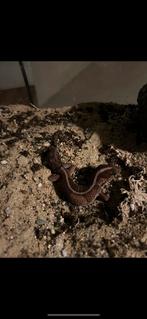 Vetstaartgekko, Dieren en Toebehoren, Reptielen en Amfibieën, Hagedis