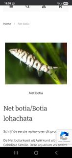 Botia lohachata locatie maastricht, Enlèvement