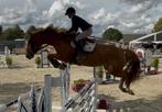 Paarden zadelmak maken, Dieren en Toebehoren, Paarden, Zadelmak