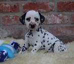 Dalmatiër pups, Dieren en Toebehoren, België, Dalmatiër, CDV (hondenziekte), 8 tot 15 weken