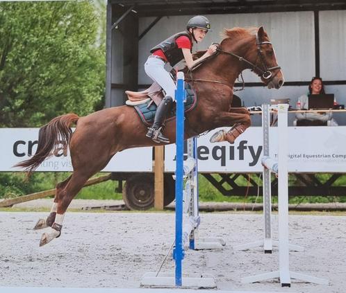 D-pony te koop, Dieren en Toebehoren, Pony's, Ruin, L, D pony (1.37m tot 1.48m), Springpony, 11 jaar of ouder, Met stamboom, Gechipt