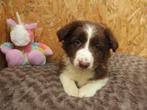 Nieuw nestje border collie puppy's, Dieren en Toebehoren, CDV (hondenziekte), Meerdere, 8 tot 15 weken, Meerdere dieren