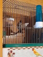 Mâle Chardonneret, Mâle, Oiseau chanteur sauvage