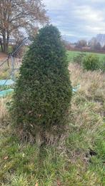 Taxus, Tuin en Terras, Planten | Struiken en Hagen, Ophalen, Taxus
