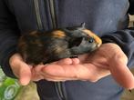 4 cavias te koop, Dieren en Toebehoren, Knaagdieren, Cavia, Mannelijk, Tam, Oktober