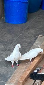 Witte duiven, Dieren en Toebehoren