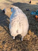 Livre Texel français vieux de 3 ans à vendre, Animaux & Accessoires