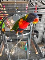 Tamme Lori van de blauwe bergen