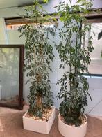 2 mooie schefflera kamerplanten 2.10m hoog, Ophalen of Verzenden
