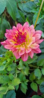 dahlia, Tuin en Terras, Planten | Tuinplanten, Ophalen, Zomer, Vaste plant, Overige soorten