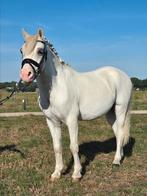 Bellisimmo mooie Welsh b pony, Dieren en Toebehoren, Ruin, B