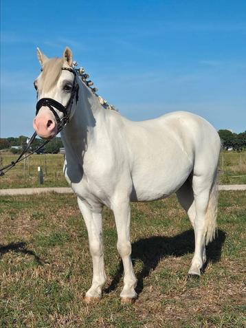Bellisimmo mooie Welsh b pony  beschikbaar voor biedingen