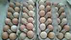 Poule à œufs de perdrix argentée Brahma, Animaux & Accessoires